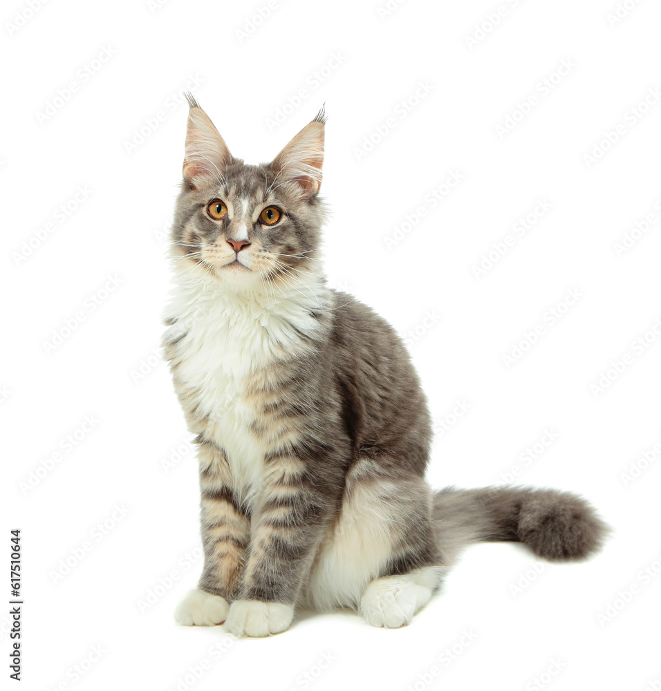 Kitten of Maine coon on white background