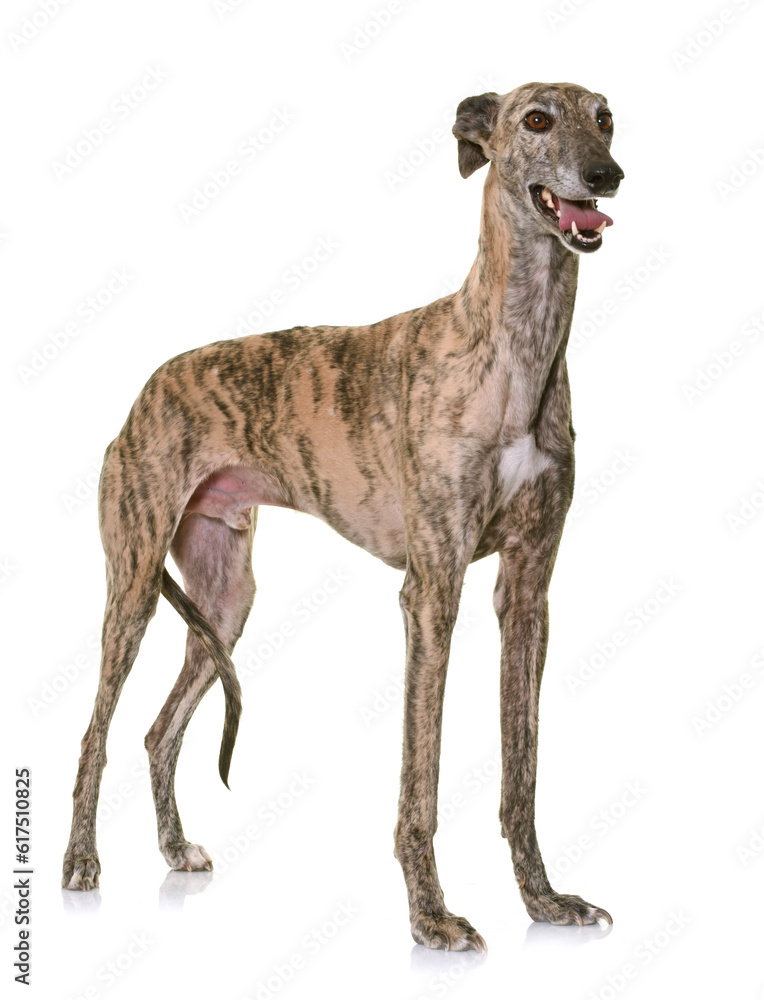 galgo espanol in front of white background