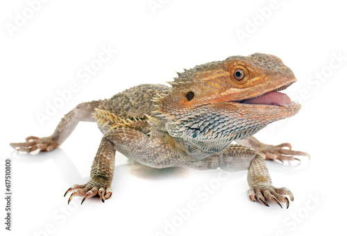 bearded dragons in front of white background © Designpics
