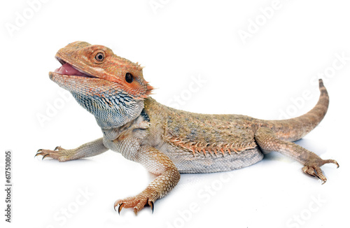 bearded dragons in front of white background photo