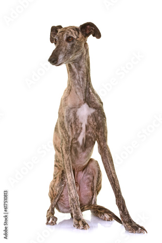 galgo espanol in front of white background