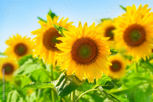 Blooming sunflowers against the blue sky