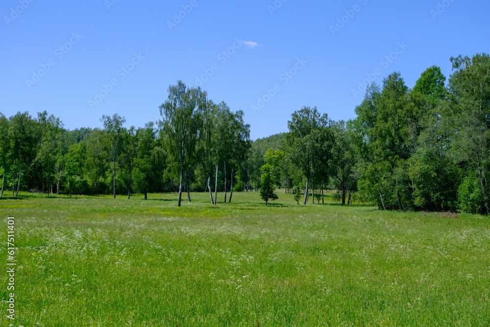 Panoramic view of the meadow, forest. some birch trees in the foreground. A very scenic meadow, a fabulously romantic place