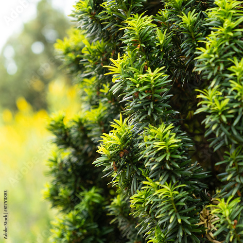 Branches of yew berry close-up. Family Yew  order Pine.