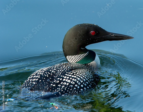Common Loon (Gavia immer) in breeding plumage closeup swimming on a northwoods lake in Wisconsin. photo