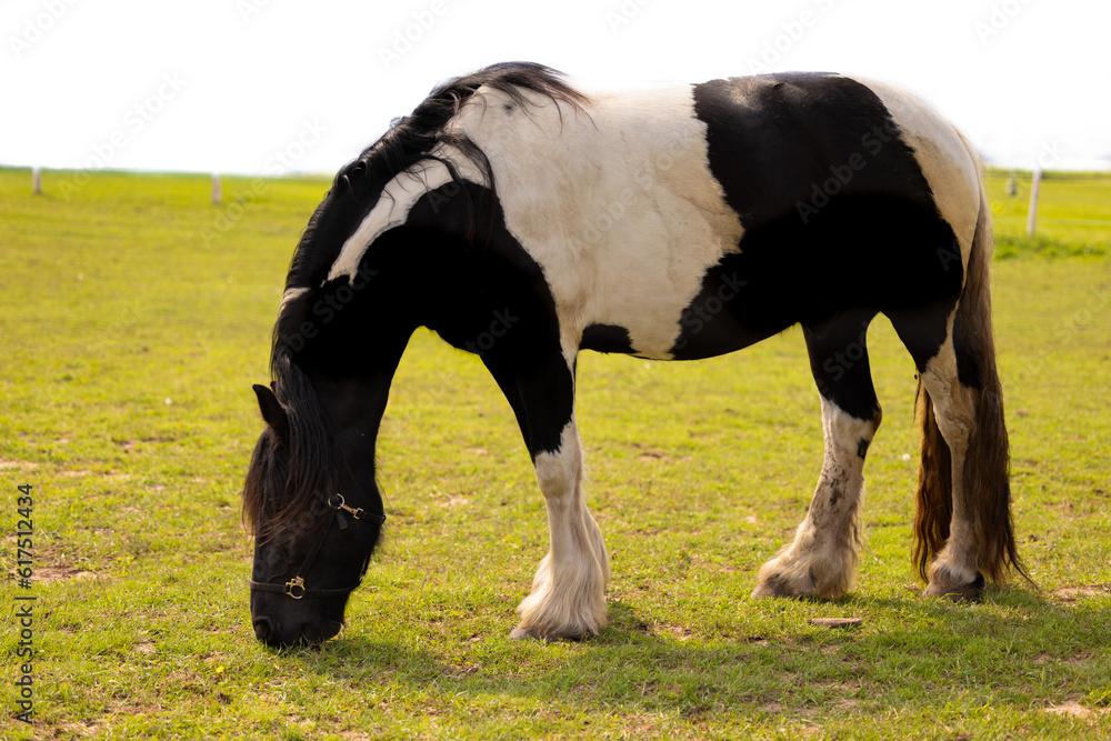 Cheval noir et blanc en train de brouter, ciel blanc, horizontal, horse eating grass, solo, isolé, horizontal Cheval noir et blanc en train de brouter, ciel blanc, horizontal, horse eating grass, solo, isolé, horizontal