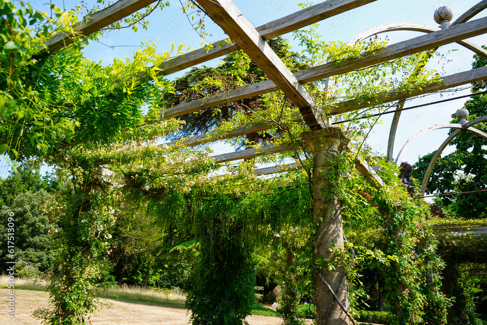 Plants growing over a wooden pergola