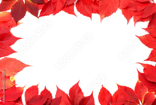 Red autumn leaves frame isolated on white background. Virginia creeper leaves.