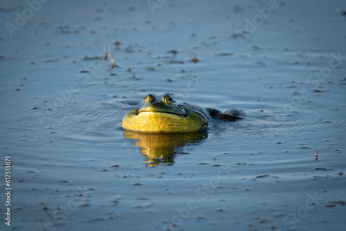 Φωτογραφία Frogs in Pond