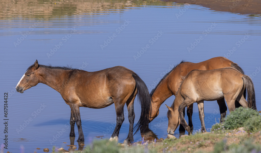 Wild Horses at a Waterhole in the Pryor Mountains Montana in Summer Wild Horses at a Waterhole in the Pryor Mountains Montana in Summer