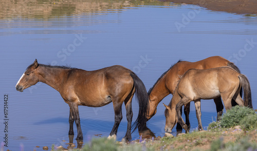 Wild Horses at a Waterhole in the Pryor Mountains Montana in Summer