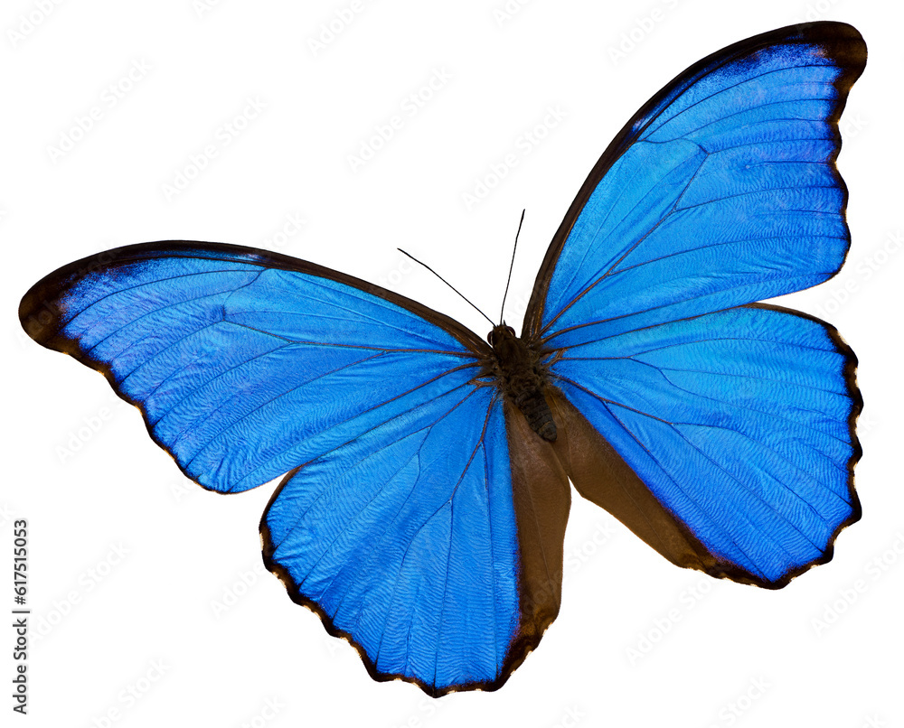 Fototapeta premium A blue butterfly on the white background