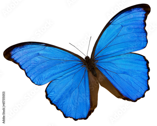 A blue butterfly on the white background © Designpics
