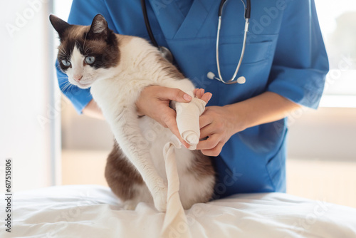 Veterinary Surgeon Applying Medical Bandage On Cat's Leg In Clinic