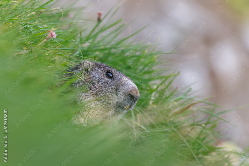 Alpine marmot (Marmota marmota) sticking out from a burrow. French Alps Alpine marmot (Marmota marmota) sticking out from a burrow. French Alps