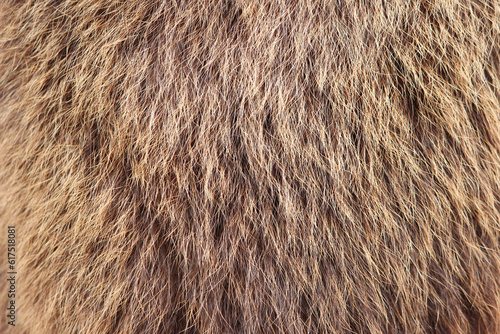 Bild auf Leinwand texture brown fulvous Siberian bear Ursidae skins.