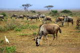 Big wildebeest migration in African Safari. Amboseli national park in Kenia