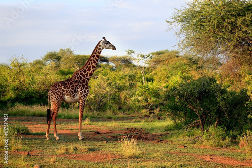 Free Giraffe in Tsavo National Park, Kenya