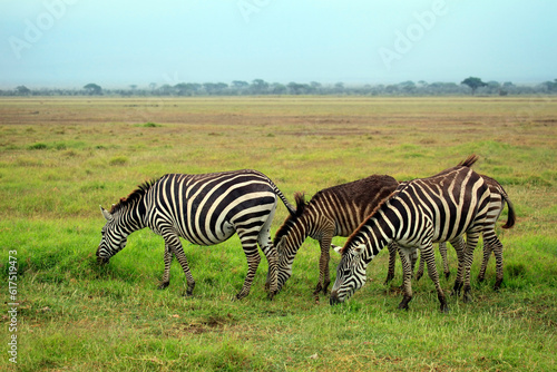 Zebras herd on savanna. Amboseli national park in Kenia