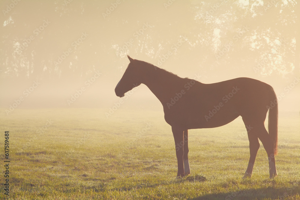 horse silhouette on misty pasture in sunlight horse silhouette on misty pasture in sunlight