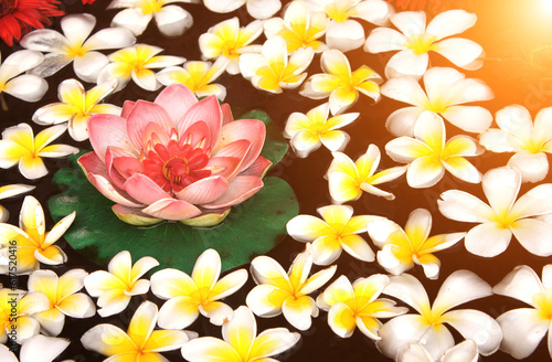 Fototapeta Naklejka Na Ścianę i Meble -  Plumeria and lotus flowers in water in the bowl, Thailand