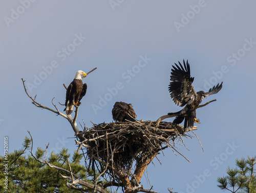 Bald Eagle Fledglings