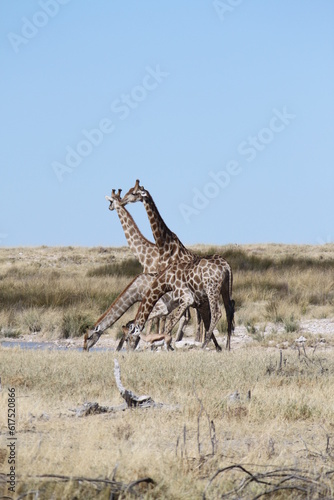 Fototapeta Naklejka Na Ścianę i Meble -  Giraffen am Trinken