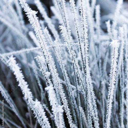 Hoarfrost on grass in winter season © Designpics
