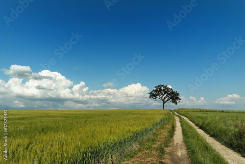 Samotne drzewo, droga poprzez pola i błękitne niebo z chmurami. Krajobraz Europy Wschodniej.