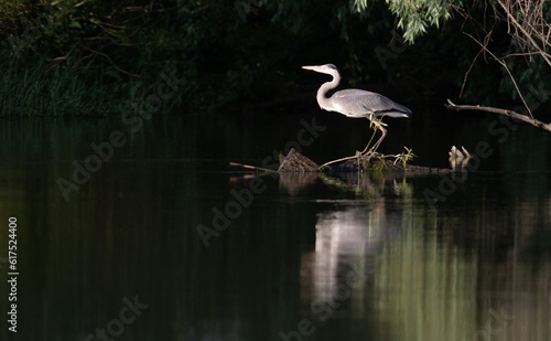 grey heron on a lake