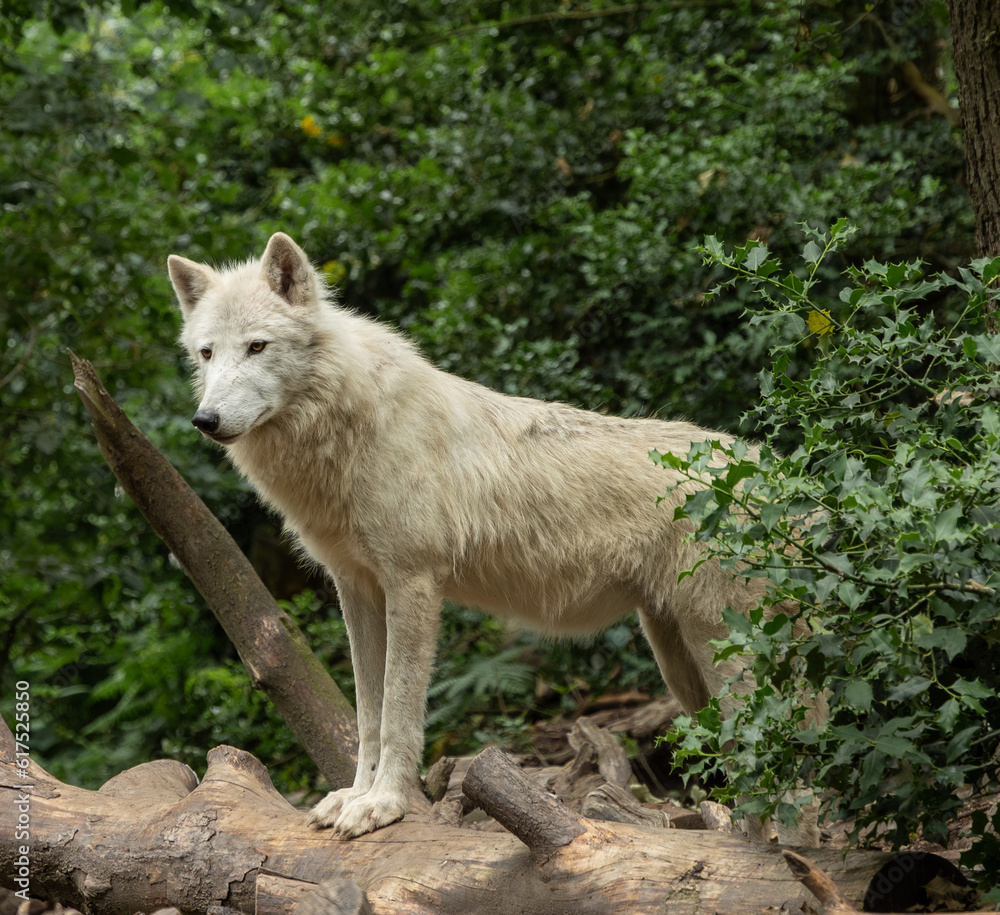 portrait d'un loup arctique solitaire portrait d'un loup arctique solitaire
