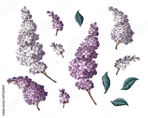 Purple lilac and leves isolated. Vector.