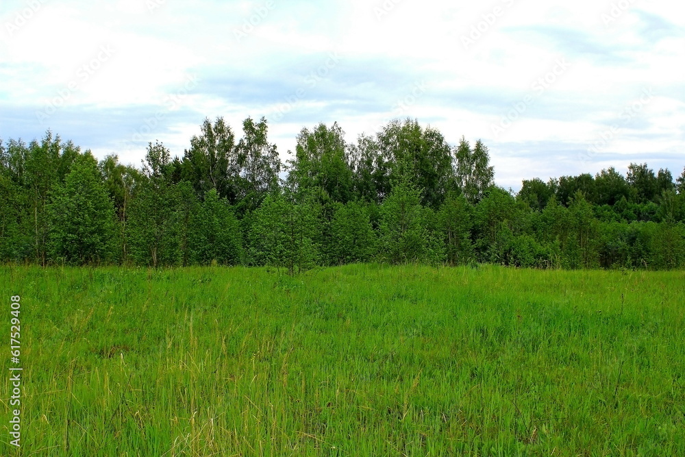 Beautiful nature in the middle of summer. Plants, flowers, trees and shrubs Beautiful nature in the middle of summer. Plants, flowers, trees and shrubs
