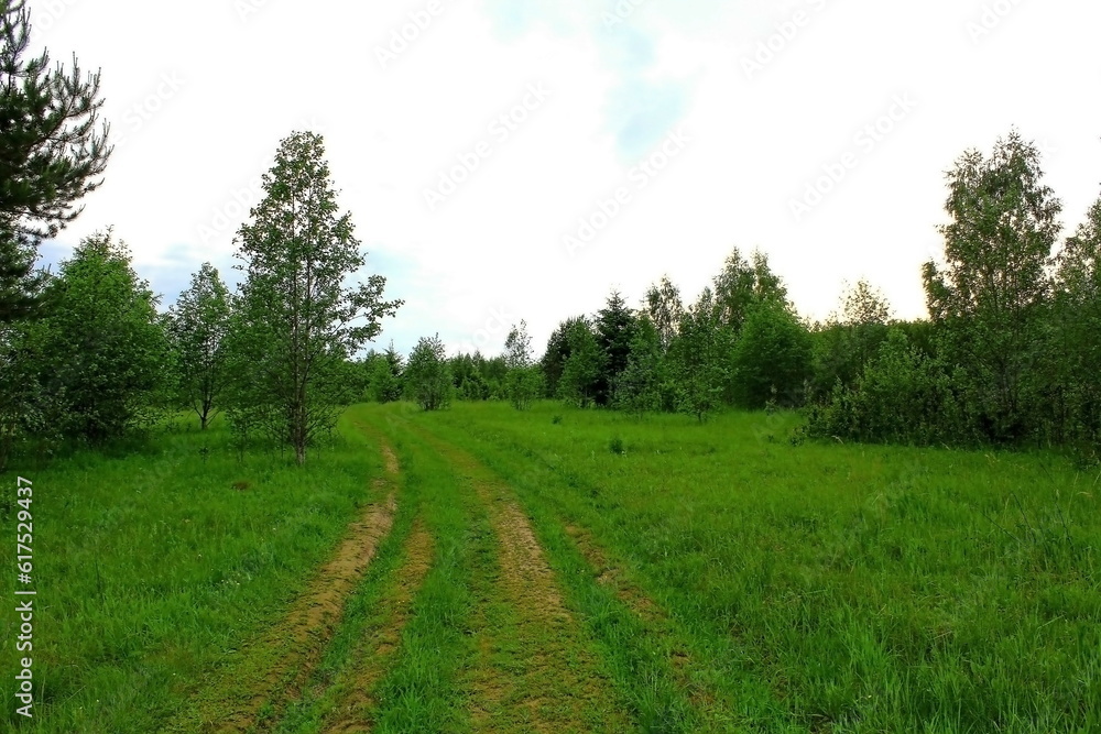 Fototapeta premium path in the field