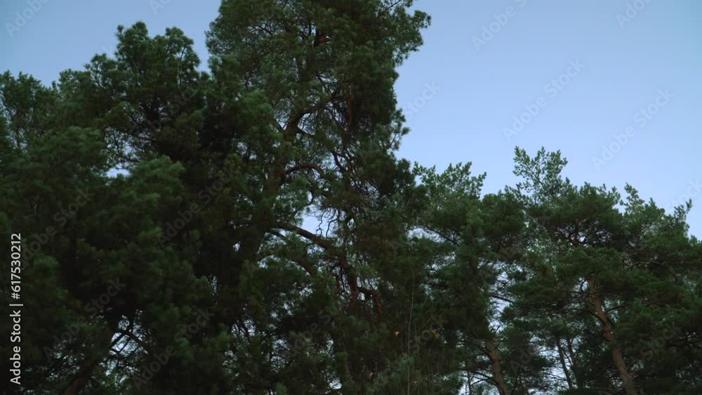 Pine tree tops on blue sky background in a wooded environment. Evergreen trees in wild nature. Low angle of view footage with a camera round moving. Pine tree tops on blue sky background in a wooded environment. Evergreen trees in wild nature. Low angle of view footage with a camera round moving.