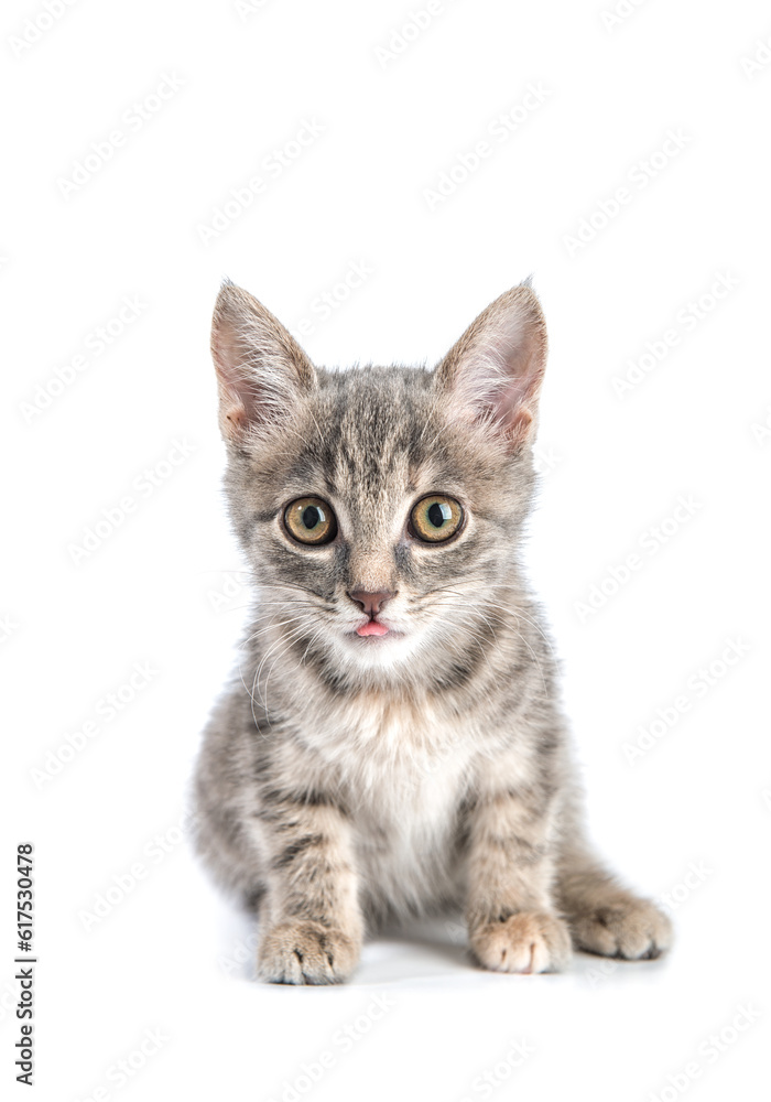 Little gray kitten isolated on white background. Little gray kitten isolated on white background.