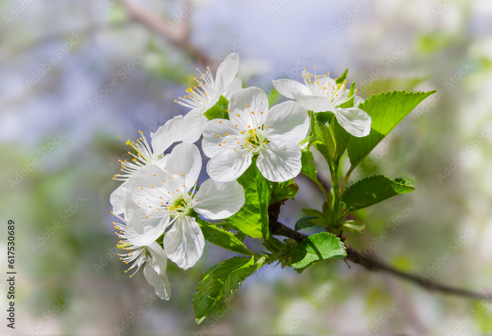 Branch of a  cherry tree  with flowers and fresh leaves on a blurred background on a sunny day