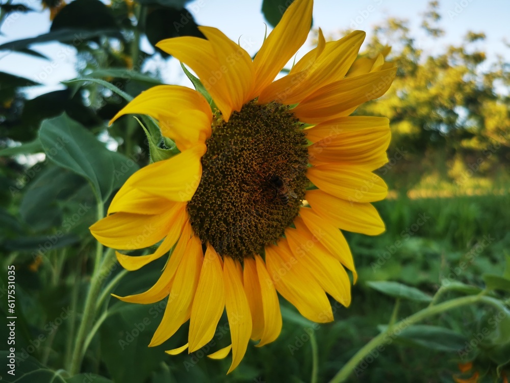 Naklejka premium honey bee pollinating sunflower plant