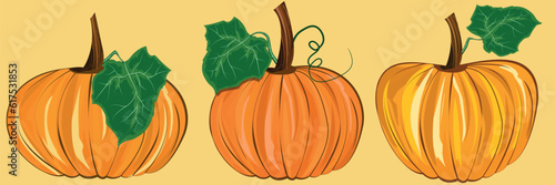 3 different drawing  pumpkin squash with green leaf set