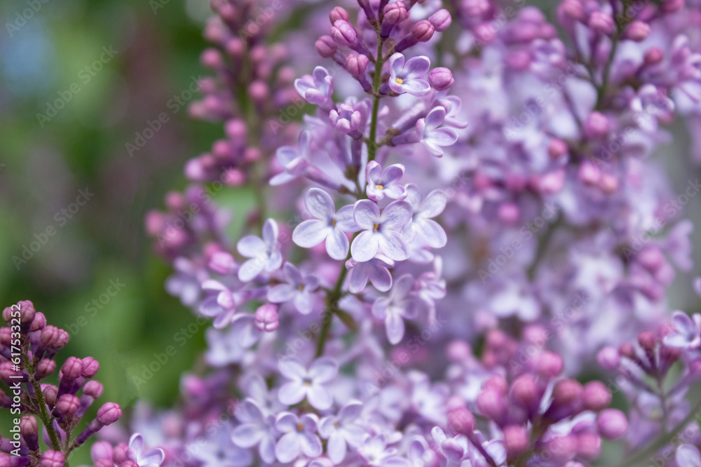 Lilac flowers close up. Spring blooming. Soft selective focus