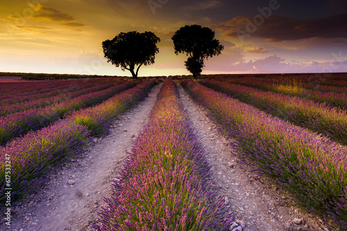 Lavender fields at sunset with a pink sky and a tree on the horizon in the Brihuega region of Guadalajara