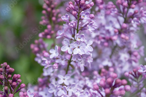 Lilac flowers close up. Spring blooming. Soft selective focus