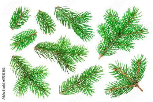 Fir tree branch isolated on white background with clipping path