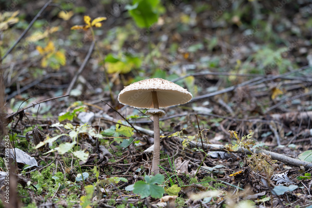 mushroom in the forest mushroom in the forest