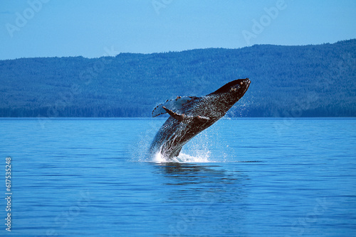 Humpback whale breaching on a sunny day, (Megaptera novaeangliae), Alaska, Southeast Alaska, Frederick Sound, Taken 07.96 © Designpics