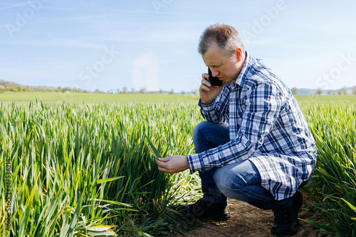A male farmer is talking on the phone and checking the risen rye crop in the field. Modern technologies in agriculture
