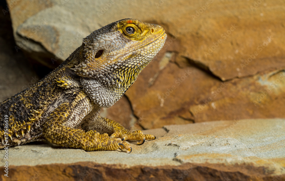 Obraz premium portrait of a reptile against the background of stones with skin texture