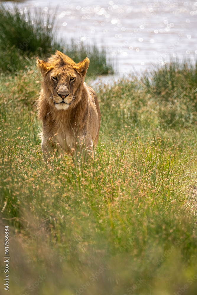 Fototapeta premium young male lion in savannah in serengeti national park, Tanzania