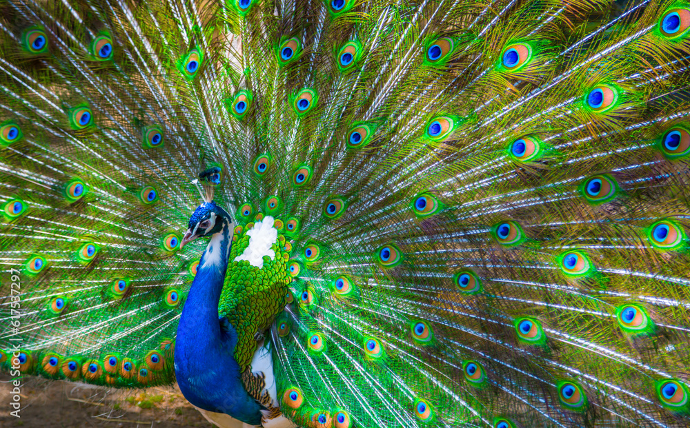 Obraz premium Peacock. Portrait of beautiful peacock with feathers out. Close up of peacock showing its beautiful feathers. Male peacock displaying his tail feathers.