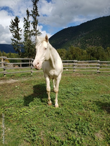 Senior Cremello Coat Colored White Horse Mare with Rural Farm Background